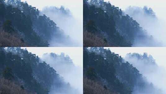 冬季山间树木云雾云海高清在线视频素材下载