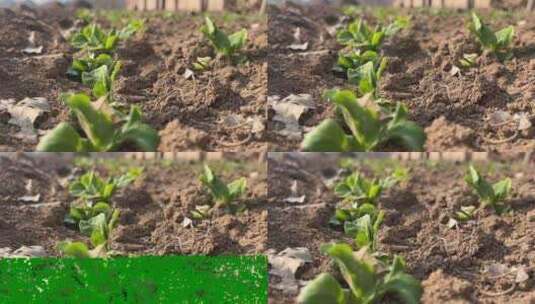 破土而出的植物高清在线视频素材下载