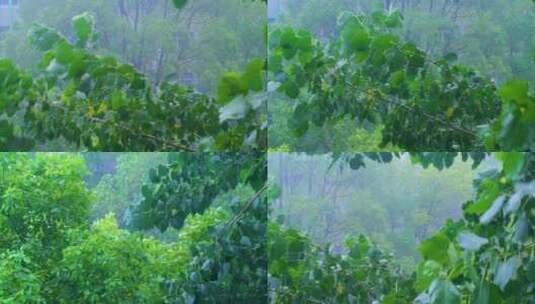 树枝树叶狂风暴雨刮风下雨倾盆大雨下雨天雨高清在线视频素材下载