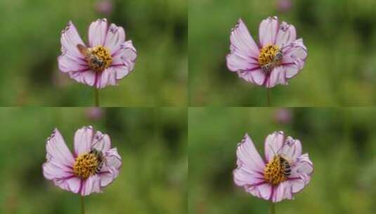 蜜蜂鲜花采蜜高清在线视频素材下载