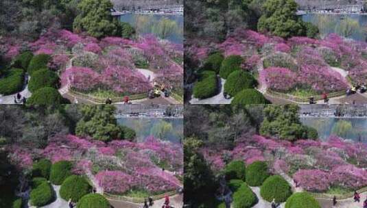 杭州西湖孤山公园梅花盛开高清在线视频素材下载