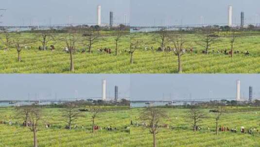 中国广东省广州市南沙区东涌油菜花高清在线视频素材下载