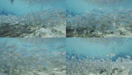 条纹鲈鱼在海底滩涂中游泳高清在线视频素材下载