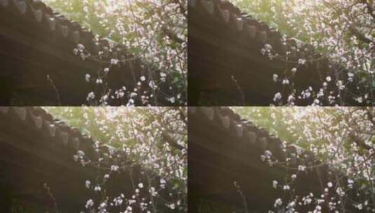春天江南园林古风屋檐下逆光的杏花树高清在线视频素材下载