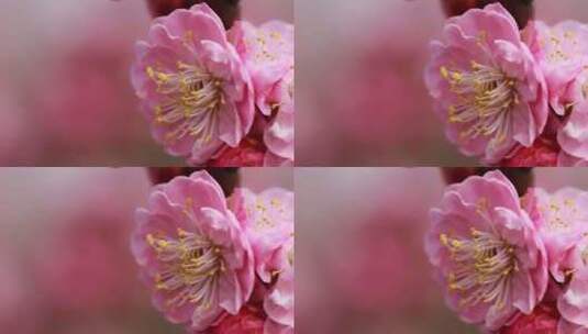 盛开的花瓣高清在线视频素材下载