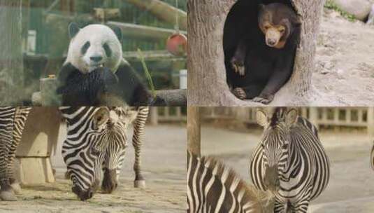 动物园里的哺乳动物合集高清在线视频素材下载