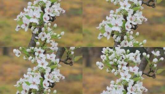 春天乡村果园梨树绽放的美丽洁白梨花特写高清在线视频素材下载
