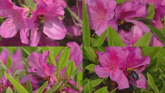蜜蜂采蜜合集 春日阳光下勤劳的蜜蜂高清在线视频素材下载
