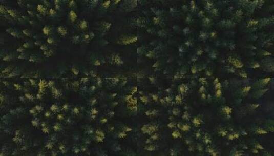 航拍森林绿色落叶松松林俯拍树林绿色植被高清在线视频素材下载