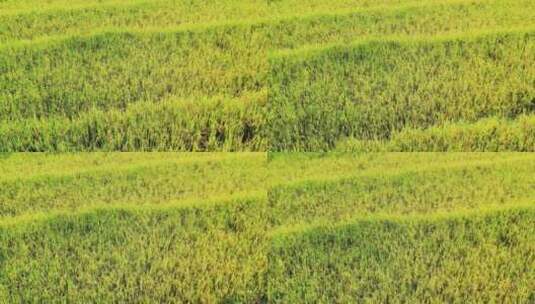 高山峡谷地区金色稻田高清在线视频素材下载
