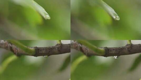 树叶上的雨滴两个镜头高清在线视频素材下载