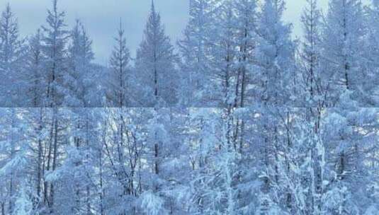 森林雪景大兴安岭银装素裹极寒高清在线视频素材下载