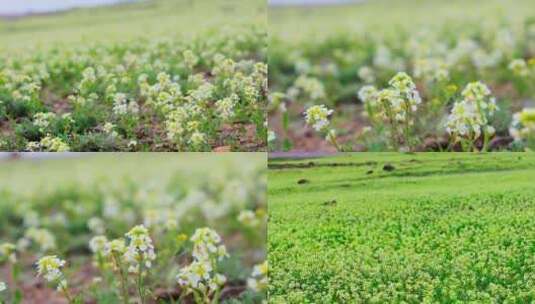 新疆 伊犁草原 喷雪花 春花 花朵高清在线视频素材下载