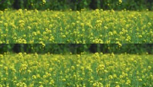 春天盛开的黄色油菜花与采蜜蜜蜂满画幅特写高清在线视频素材下载