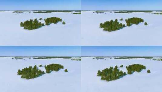 冬天雪地里的樟子松林高清在线视频素材下载