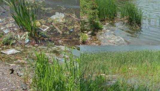 河流河水肮脏垃圾芦苇高清在线视频素材下载