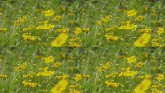 户外野花 山野 野菊花 花海高清在线视频素材下载