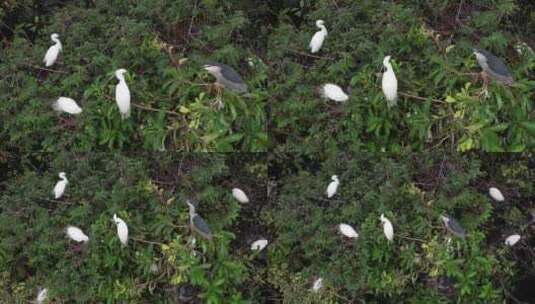 树上栖息的白鹭航拍高清在线视频素材下载