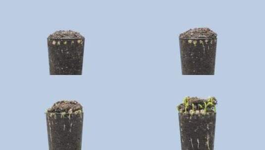 鲜豆生长宏观延时特写小豌豆的萌发和生长叶高清在线视频素材下载