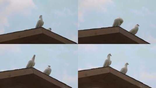实拍屋顶上的鸽子13高清在线视频素材下载