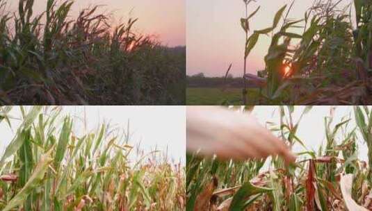 玉米杆玉米地空境 种植玉米夕阳下的玉米地高清在线视频素材下载