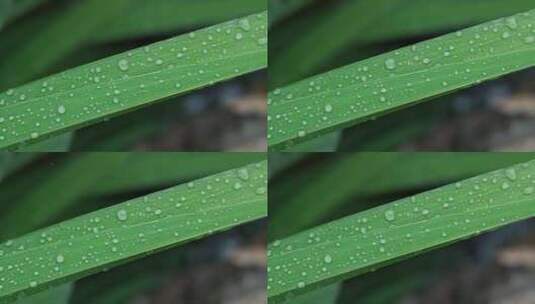 雨天植物叶子上的露珠高清在线视频素材下载