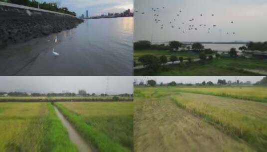 航拍广州黄埔区大吉沙岛的水稻试验田高清在线视频素材下载