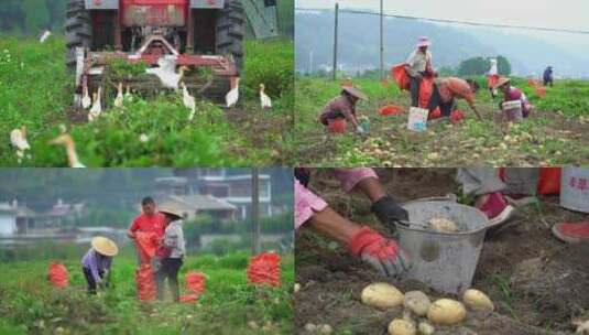 土豆马铃薯收获高清在线视频素材下载