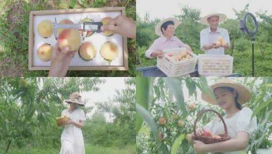 水蜜桃产地 水蜜桃 成熟 阳山水蜜桃高清在线视频素材下载
