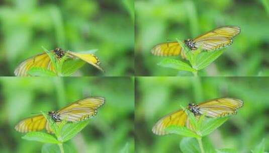 春天里林间飞舞的蝴蝶高清在线视频素材下载
