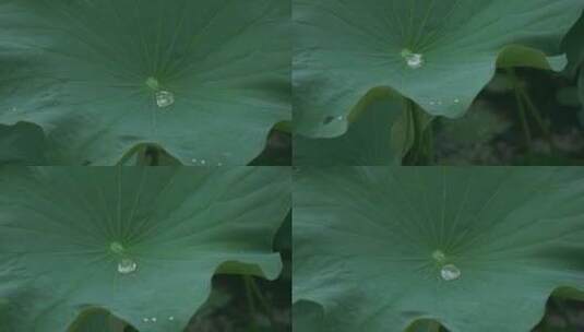 荷叶 水珠 雨滴 滑动高清在线视频素材下载