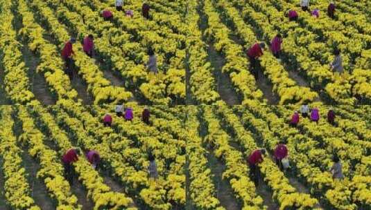 菊花金丝皇菊农业种植丰收采摘加工高清在线视频素材下载