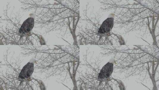 秃鹰，鹰，雪，冷高清在线视频素材下载