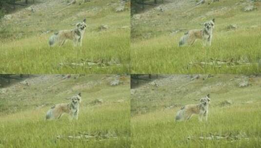 狗、田野、草地、牧羊犬高清在线视频素材下载