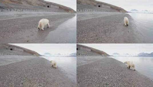 熊，北极熊，海洋，步行高清在线视频素材下载