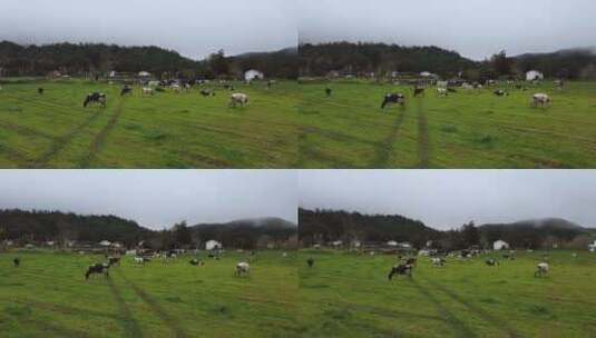 雨天在绿地里吃草的奶牛高清在线视频素材下载