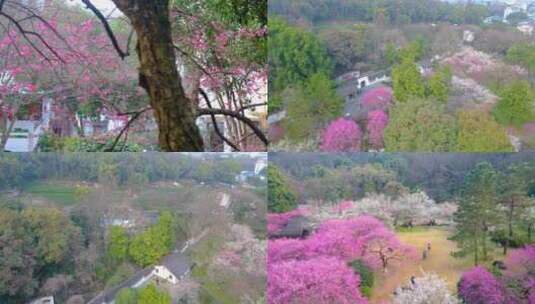 杭州植物园灵峰探梅公园梅花风景视频素材航高清在线视频素材下载