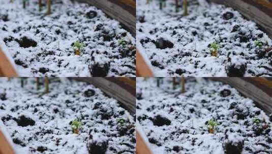 下雪天雪地上的植物幼苗高清在线视频素材下载