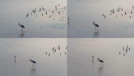 黄河三角洲湿地东方白罐高清在线视频素材下载