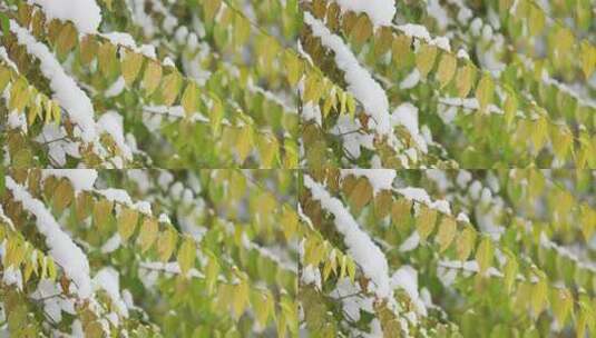 中国东北冬季大雪中的树绿叶植物高清在线视频素材下载