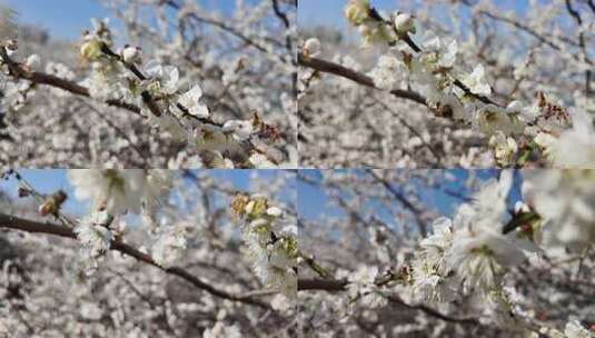 中国广东省广州市从化区广州流溪梅花节高清在线视频素材下载