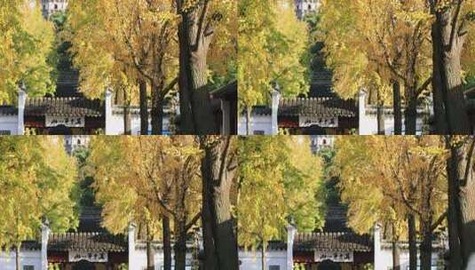金秋虎丘塔被包围在金黄银杏叶中高清在线视频素材下载