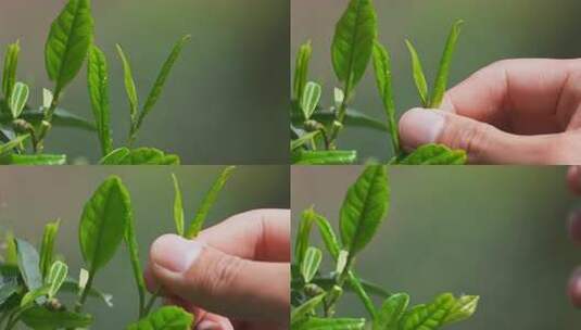 春天茶农采摘茶叶特写高清在线视频素材下载