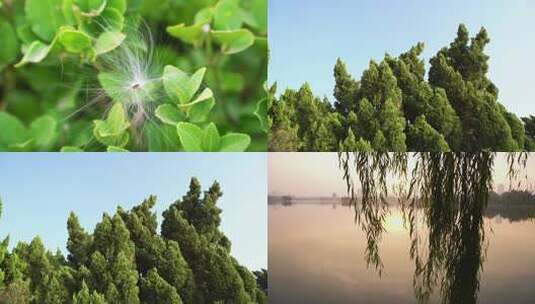 自然唯美绿色植物空境高清在线视频素材下载