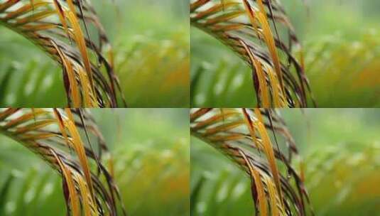 雨中晒干的棕榈叶高清在线视频素材下载