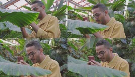 男子用手机拍摄植物的叶子高清在线视频素材下载