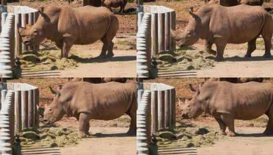 一只犀牛正在吃草高清在线视频素材下载