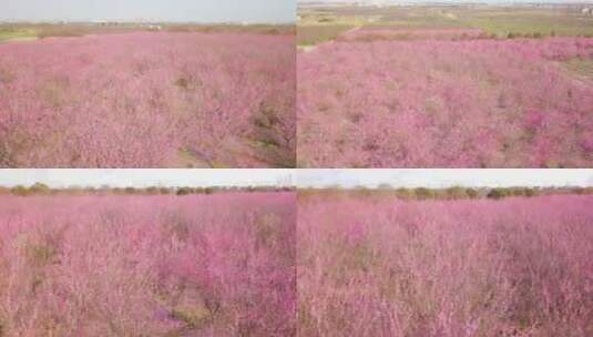 红梅种植基地航拍高清在线视频素材下载