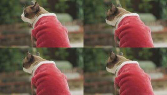 穿着红衣服的小猫咪高清在线视频素材下载