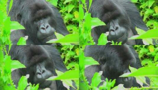 一只大猩猩坐在卢旺达雨林的绿色植物中高清在线视频素材下载